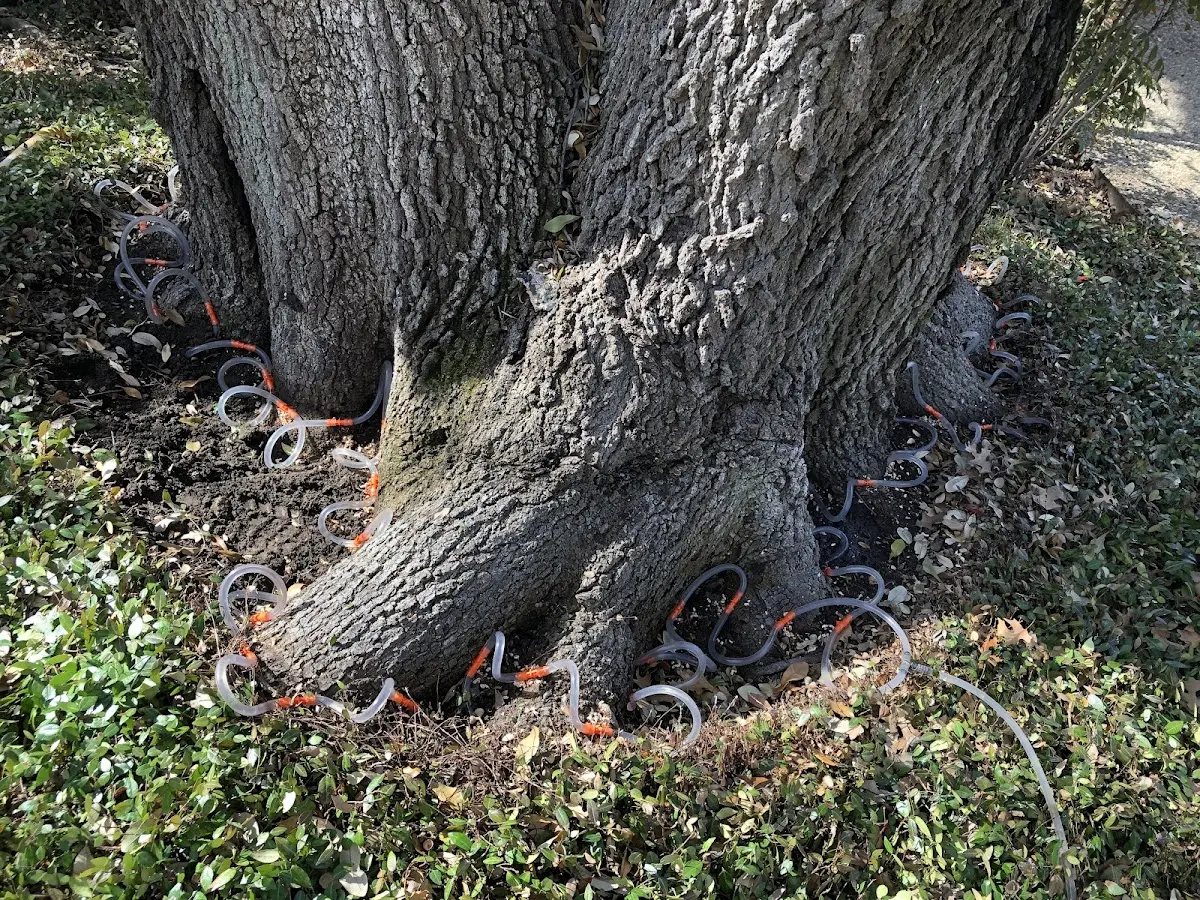 Detailed Tree Cabling and Bracing job site in West Stewartstown