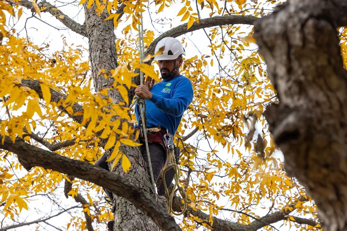 Skilled Tree Planing crew working in West Stewartstown